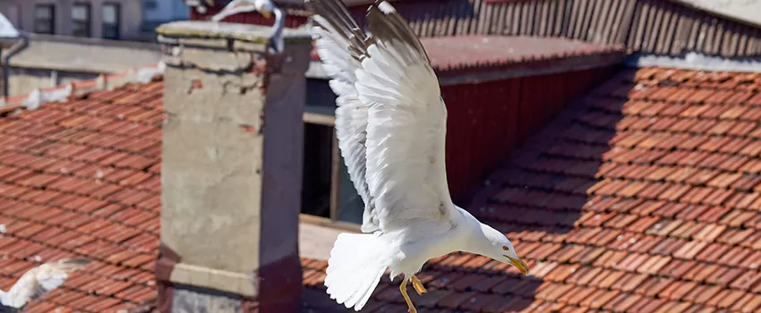 Residential Chimney Animal Removal Solution in Elko, NV