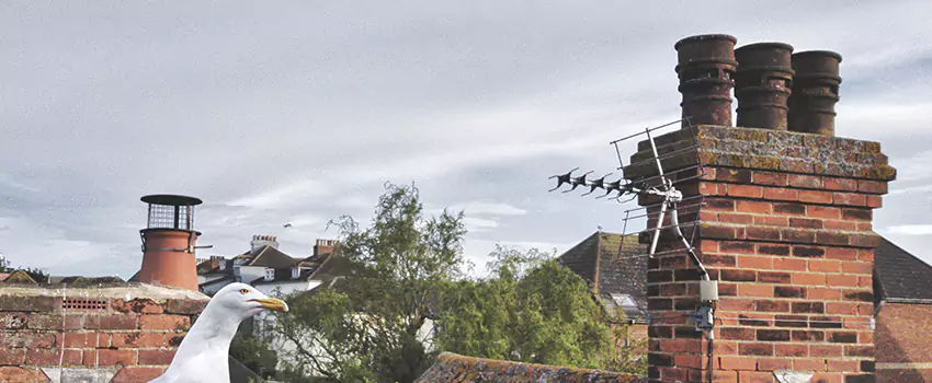 Chimney Cleaning And Restoration in Elko, Nevada